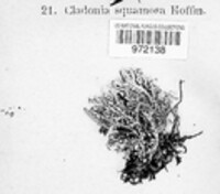 Cladonia squamosa image